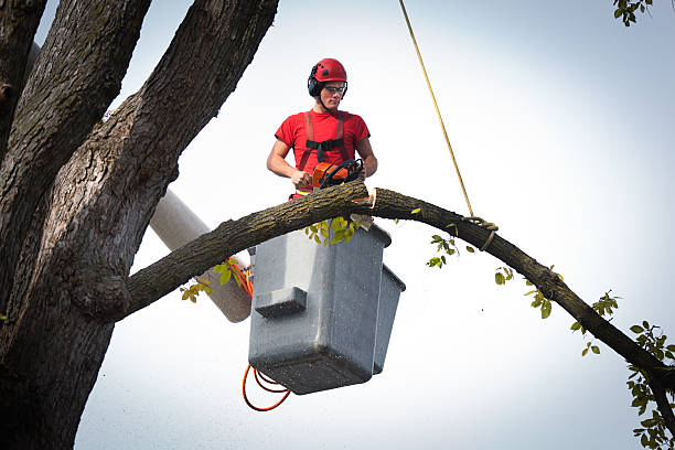 The Steps Involved in Our Tree Care Process in Kure Beach, NC